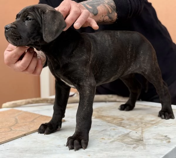 Cuccioli di cane corso