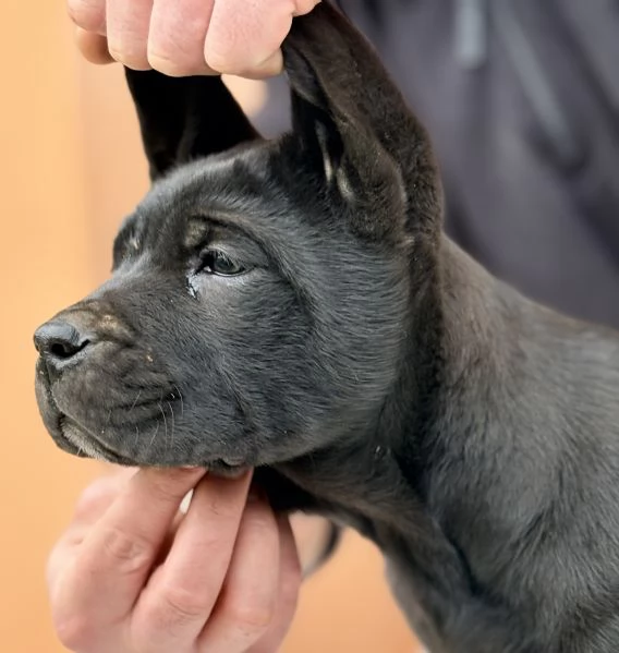Cuccioli di cane corso | Foto 4