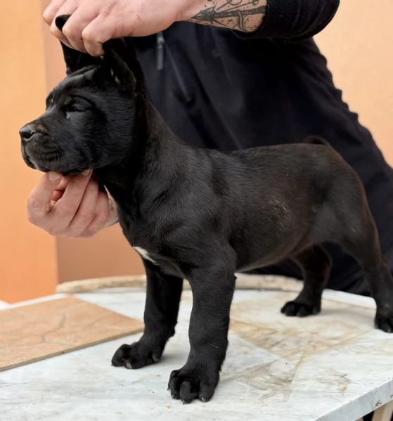 Cuccioli di cane corso | Foto 3
