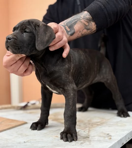 Cuccioli di cane corso | Foto 1