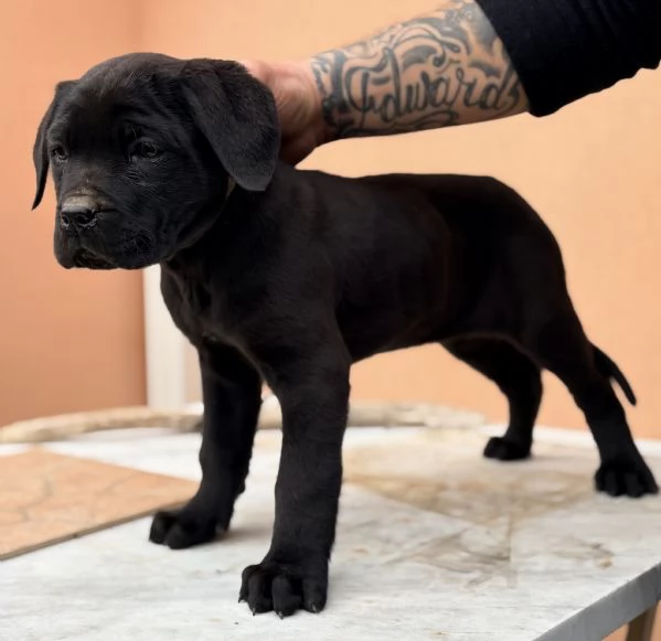 Cuccioli di cane corso | Foto 0