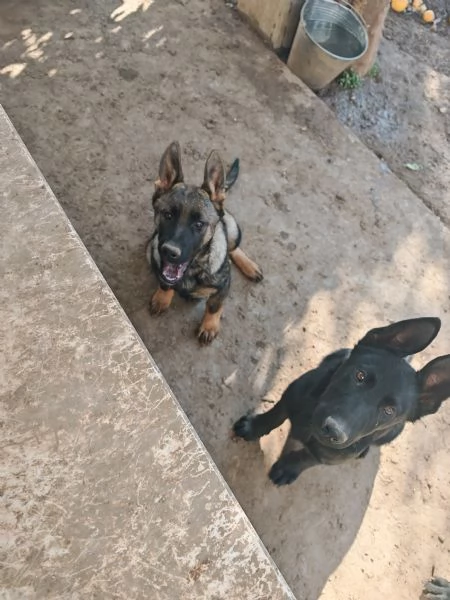 Pastore tedesco grigione  | Foto 2