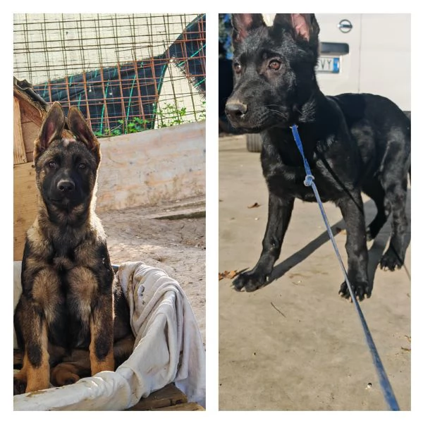 Pastore tedesco grigione  | Foto 1