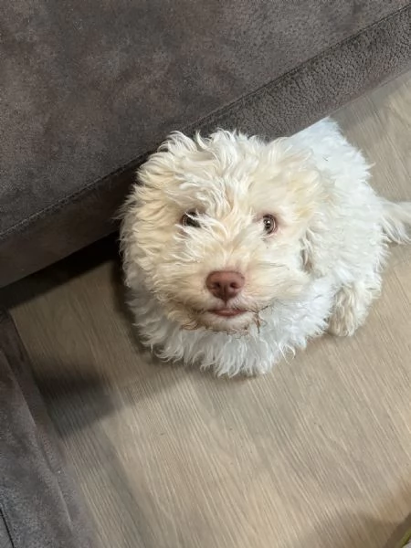Cucciolo Lagotto romagnolo