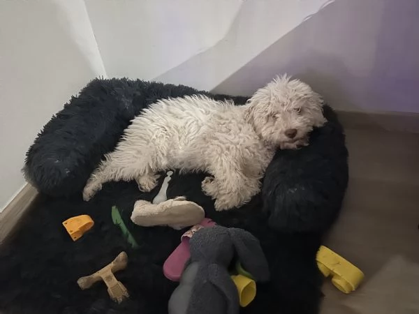 Cucciolo Lagotto romagnolo | Foto 1