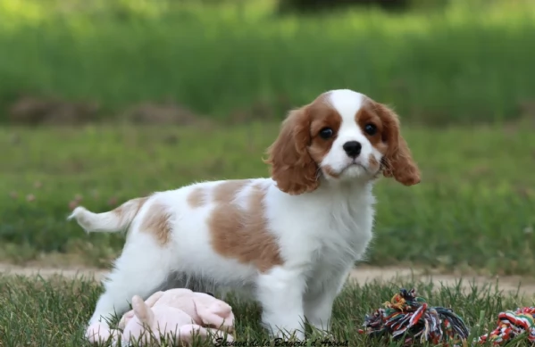   CAVALIER KING