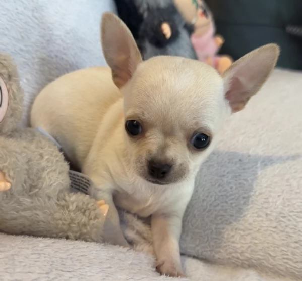  CHIHUAHUA TOY MERAVIGLIOSI 