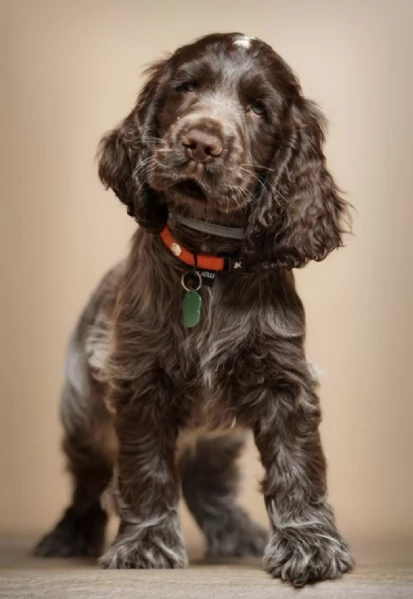    CUCCIOLI DI COCKER SPANIEL