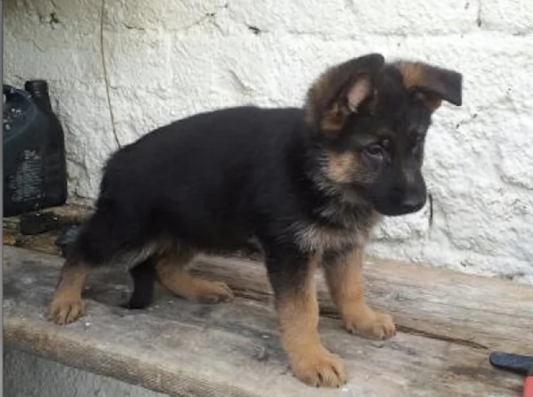  PASTOR TEDESCO | Foto 0