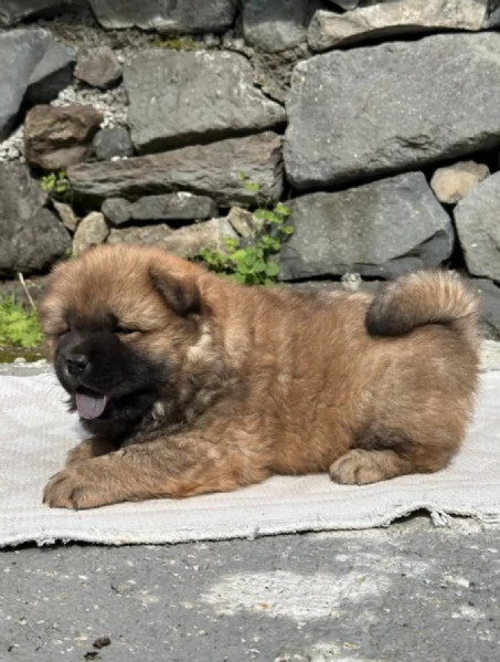  CHOW CHOW  | Foto 0