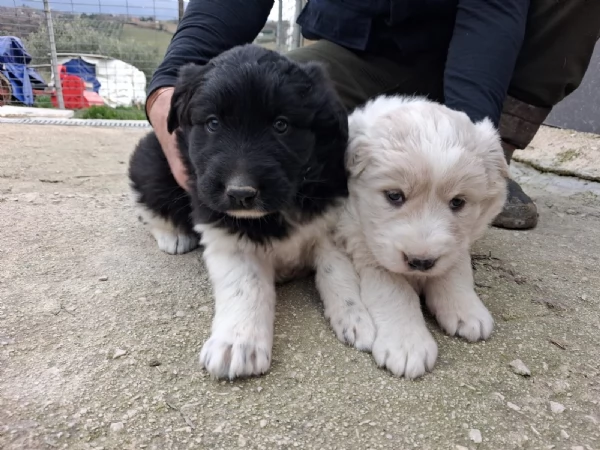 Regalo 2 cuccioli femmine Pastore Maremmano | Foto 1