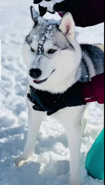 cuccioli husky con pedigree enci