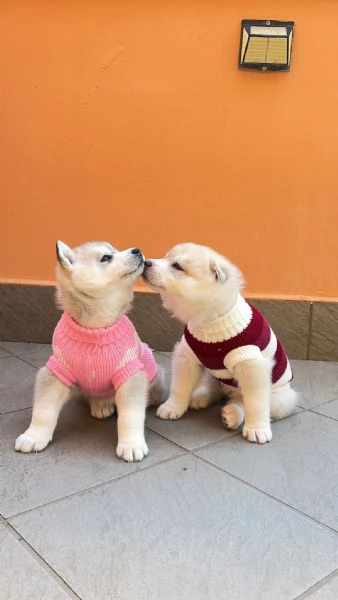 cuccioli husky con pedigree enci | Foto 0