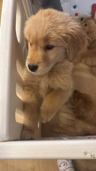 Cucciole Golden Retriever 100 americane 