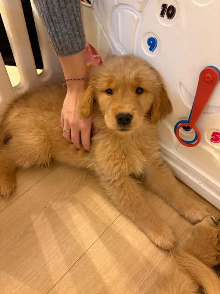 Cucciole Golden Retriever 100 americane  | Foto 6
