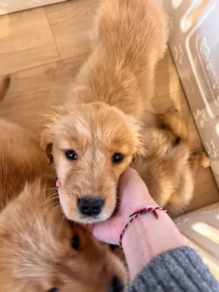 Cucciole Golden Retriever 100 americane  | Foto 5