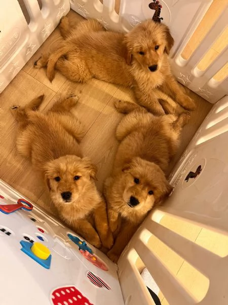 Cucciole Golden Retriever 100 americane  | Foto 4