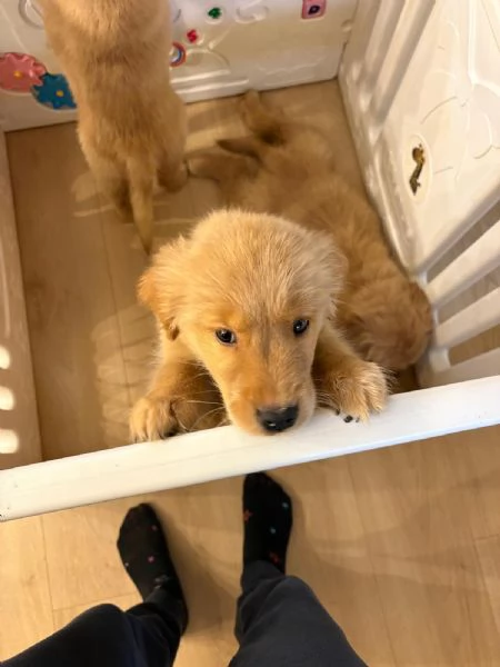 Cucciole Golden Retriever 100 americane  | Foto 3