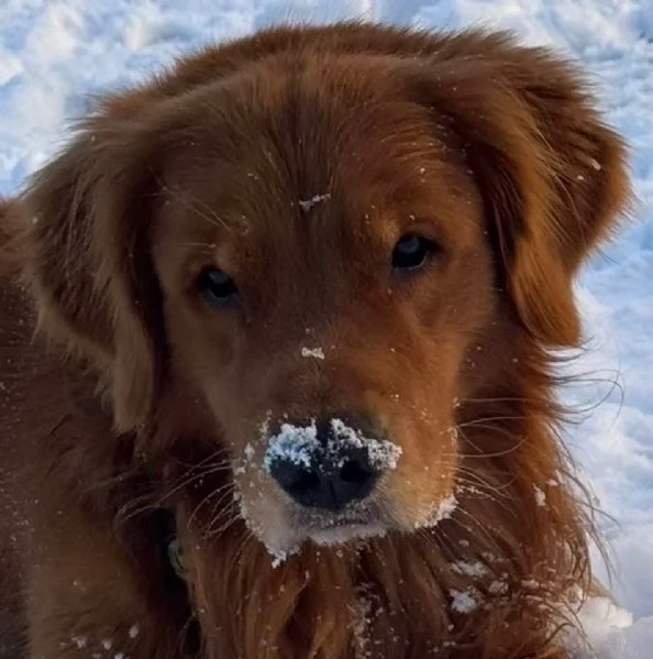 Cucciole Golden Retriever 100 americane  | Foto 1