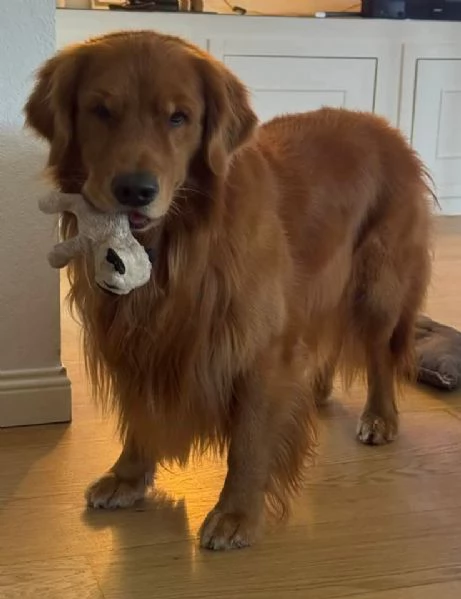 Cucciole Golden Retriever 100 americane  | Foto 0