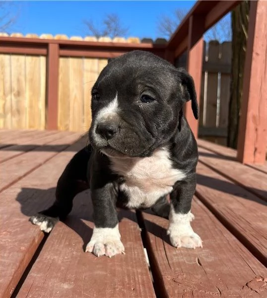 Regalo Cuccioli pitbull Disponibili bellissimi cuccioli di pitbull genitori visibili i cuccioli so