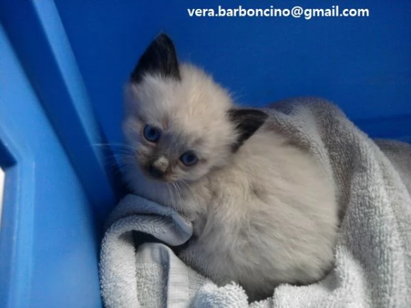 Dolcissimi Gattini Sacri di Birmania in Adozione  Cerchiamo famiglie amorevoli per questi splendidi