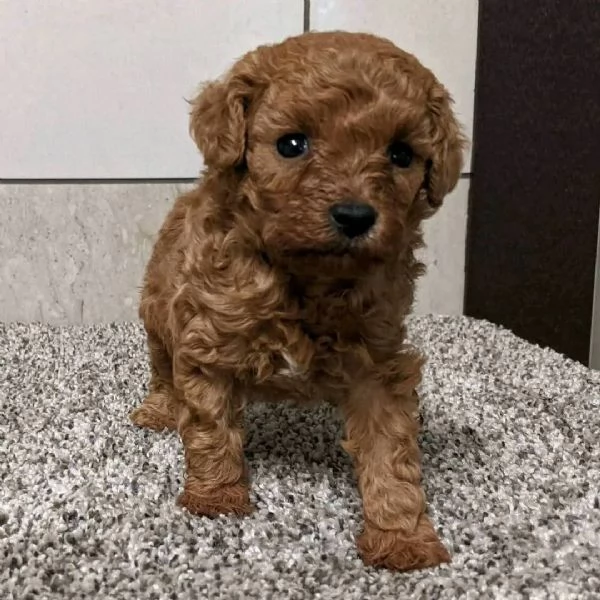 Regalo Barboncino  | Foto 0