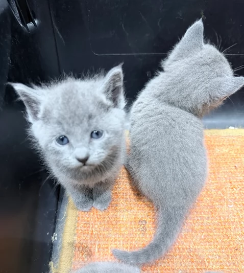 Gatti Blu di Russia pronti subito