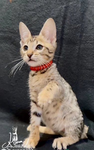 Due Gattini Savann Pronti subito | Foto 1