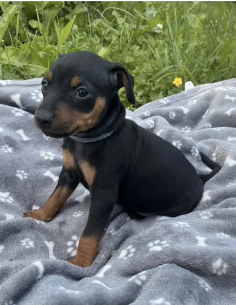  CUCCIOLI DI PINSCHER  | Foto 0
