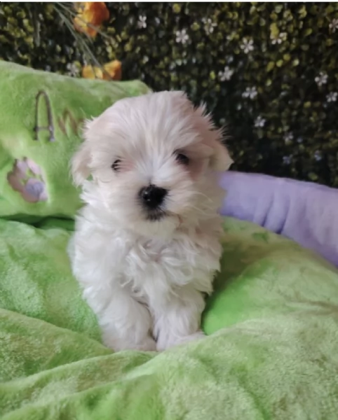  MALTESE | Foto 0