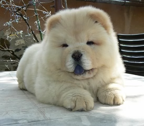   CHOW CHOW 