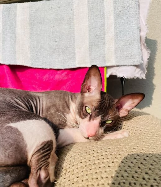 Gatto Sphynx 