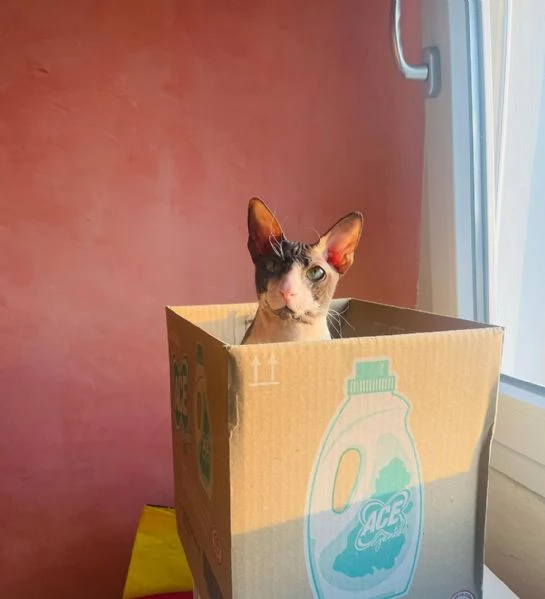 Gatto Sphynx  | Foto 4
