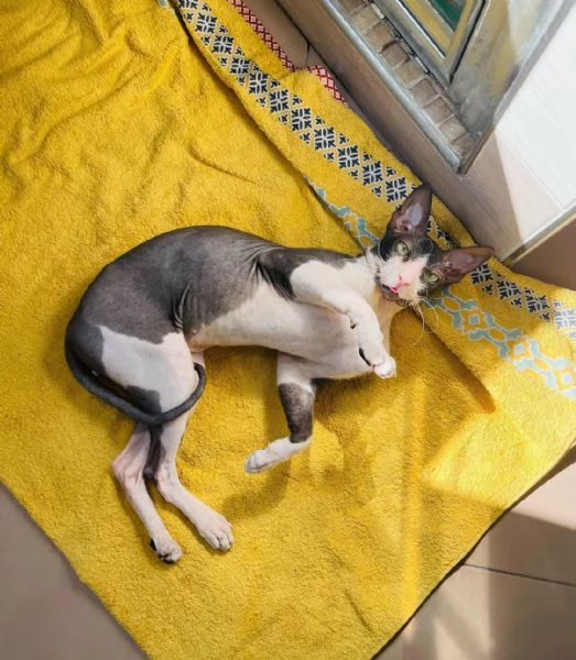 Gatto Sphynx  | Foto 3