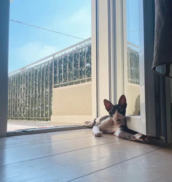Gatto Sphynx  | Foto 2