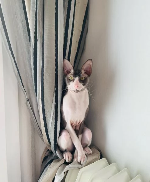 Gatto Sphynx  | Foto 1