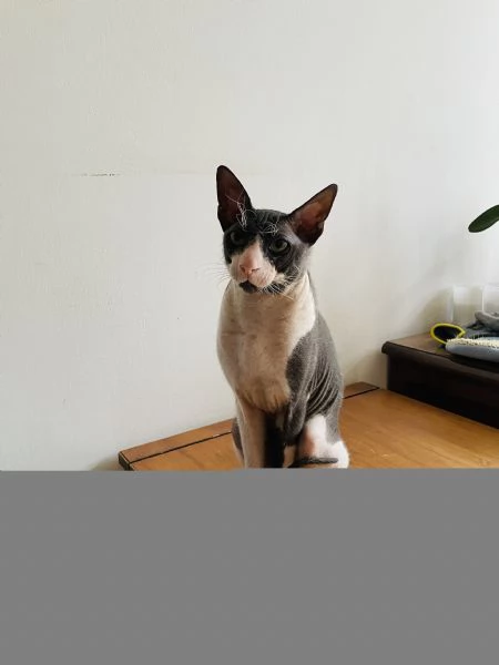 Gatto Sphynx  | Foto 0