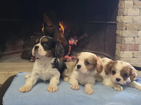 Cuccioli di Cavalier King 