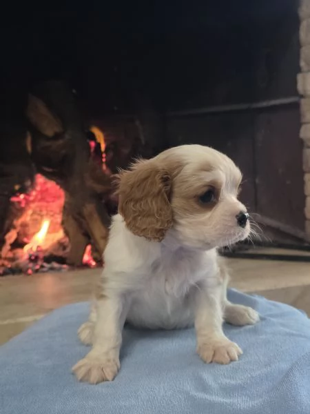 Cuccioli di Cavalier King  | Foto 1