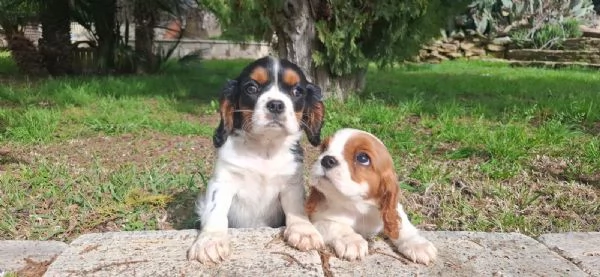 Cuccioli di Cavalier King | Foto 4