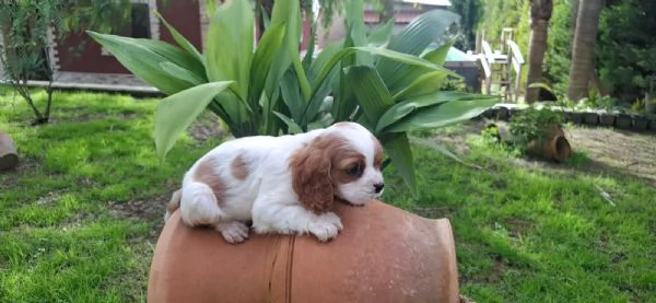 Cuccioli di Cavalier King | Foto 0