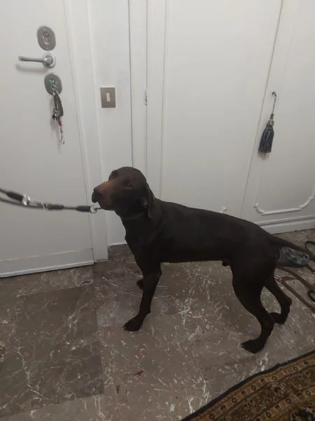 Bracco tedesco kursal con pedigee