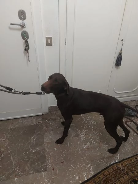 Bracco tedesco kursal con pedigee | Foto 5