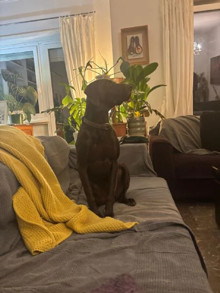 Bracco tedesco kursal con pedigee | Foto 4