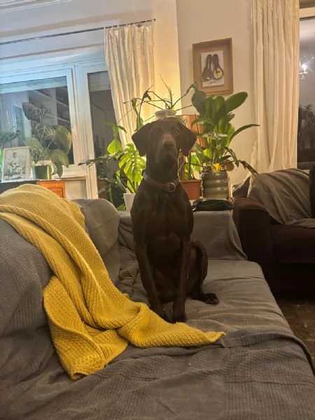 Bracco tedesco kursal con pedigee | Foto 2