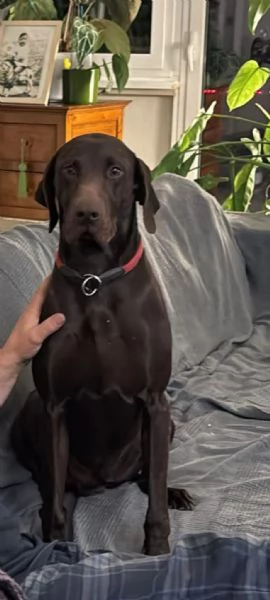 Bracco tedesco kursal con pedigee | Foto 1