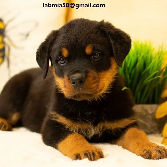  Rottweiler CUCCIOLI MASCHIO E FEMMINA bellissimi cuccioli di Rottweiler maschio e femmina si co