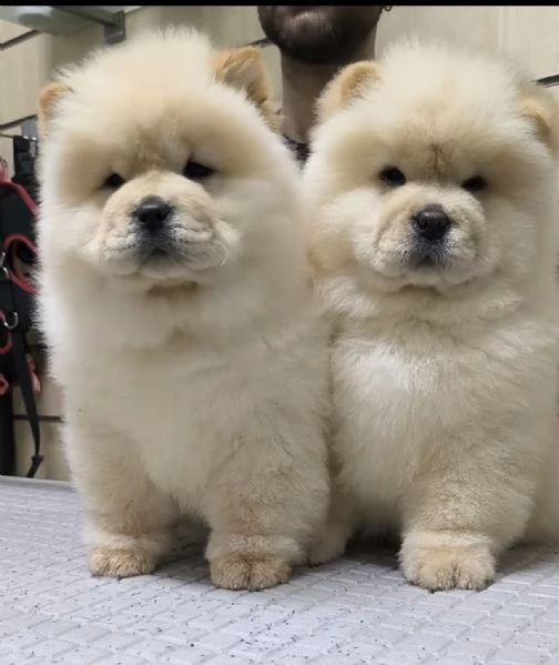 Chow Chow con pedigree 