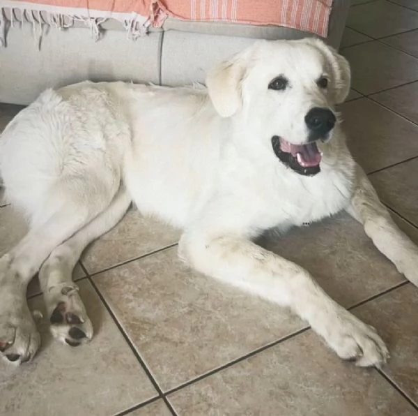 Rufus il bellissimo Pastore Maremmano  | Foto 2